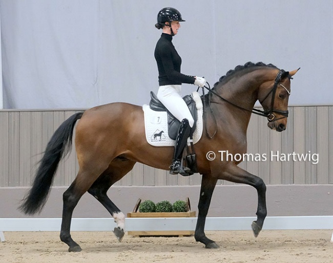 Hannah Laser on Escaneno in the 2023 Stallion Sport Test in Munster :: Photo © Thomas Hartwig