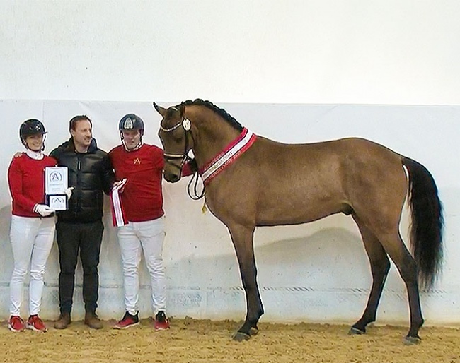 Chin Jazz at the 2023 Austrian Warmblood stallion licensing