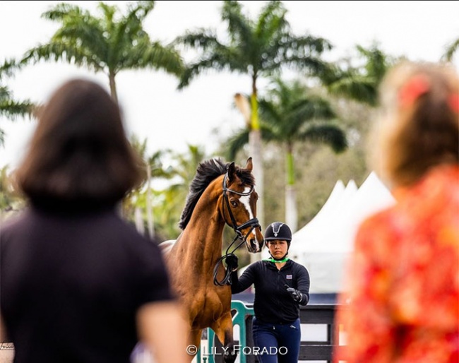 Belgian based Thai rider Suphakamol Vuntanadit trotting up Dreamboat BCN at the 2023 CDI-W Wellington :: Photo © Lily Forado