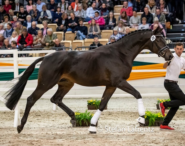 Integer at the 2018 Trakehner Stallion Licensing in Neumunster :: Photo © Stefan Lafrentz