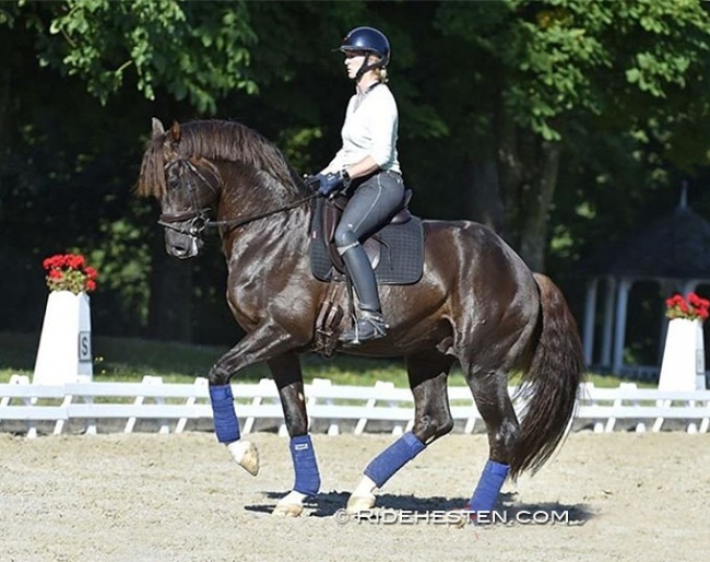 Nathalie zu Sayn-Wittgenstein and Blue Hors Fifty Cent schooling at home at Castle Berleburg. The pair has now made its show debut at the 2023 CDN Ankum :: Photo © Ridehesten