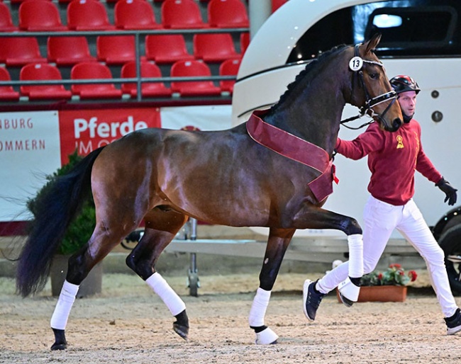 Pierre LC (by Furstenball x Jazz) is the 2023 DSP licensing champion :: Photo © Bjorn Schroeder