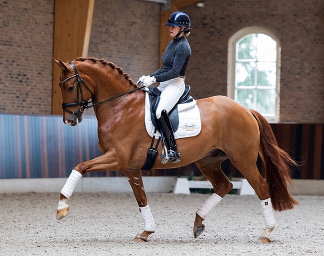No Limit (by Geniaal X Florestan I ) is part of the 2023 Excellent Dressage Sales