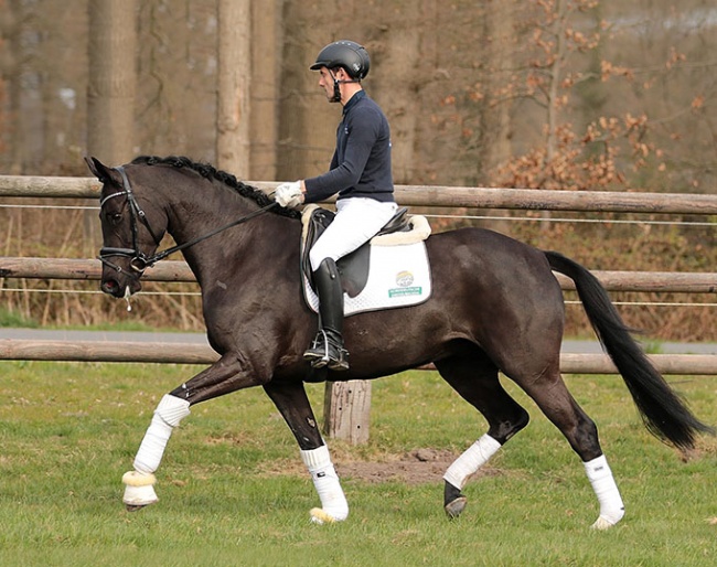 This talented young mare (by Secret x Weltmeyer x Prince Thatch xx) found a new, loving home last year in the North German Dressage Elite Sales Days
