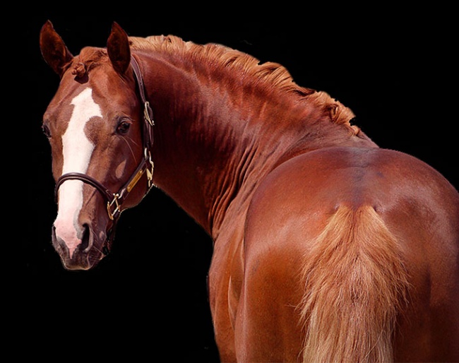 Valerio, 5-year old German Riding pony gelding by Vincenzo NRW x FS Don't Worry