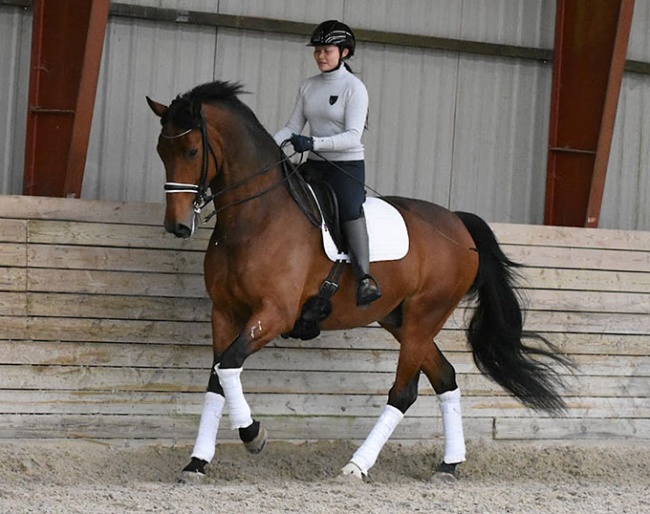 Taarupgaards Zappat Blue (by Blue Hors Zee Me Blue x May Sherif)