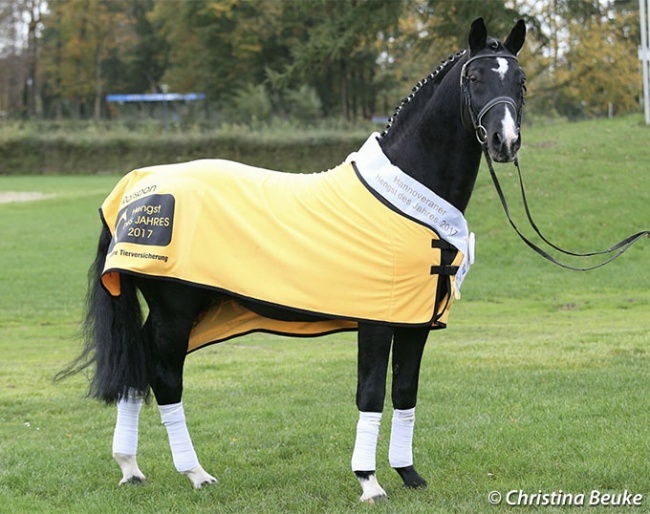 Rotspon became the Hanoverian Stallion of the Year in 2017 :: Photo © Christina Beuke