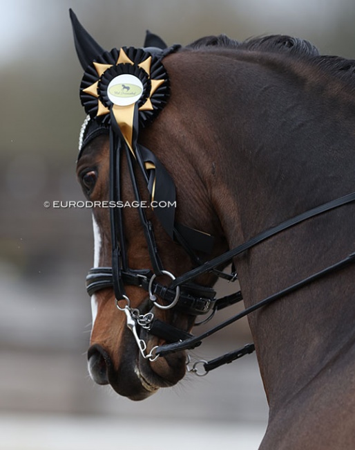 Charlotte Macken's Bentley with the CDI Sint-Truiden ribbon :: Photo © Astrid Appels