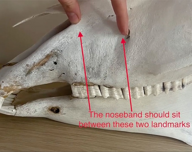 The noseband should sit between the nasal notch and infraorbital canal