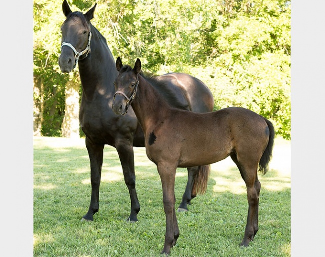 Hanoverian state premium mare Dunija with Her Noble (by High Spirits) :: Photo © Hannoveraner Verband