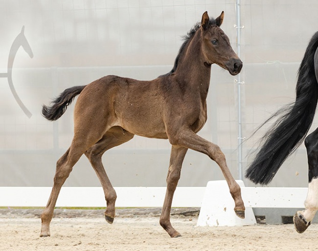 Double Dream (by Dynamic Dream x Benetton Dream) :: Photo © Hannoveraner Verband