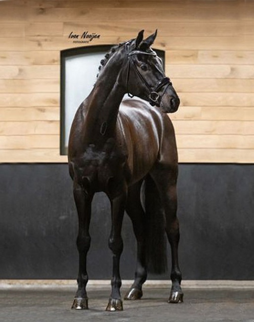 MP Dutch Dressage Horses