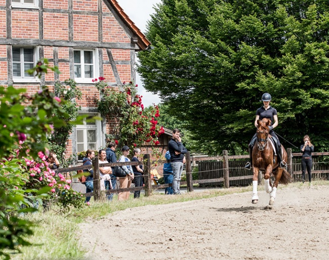 Learn more about Oldenburg horse breeding and sport horse training at the "Oldenburg Meeting" :: Photo ©  Beeke Fitschen