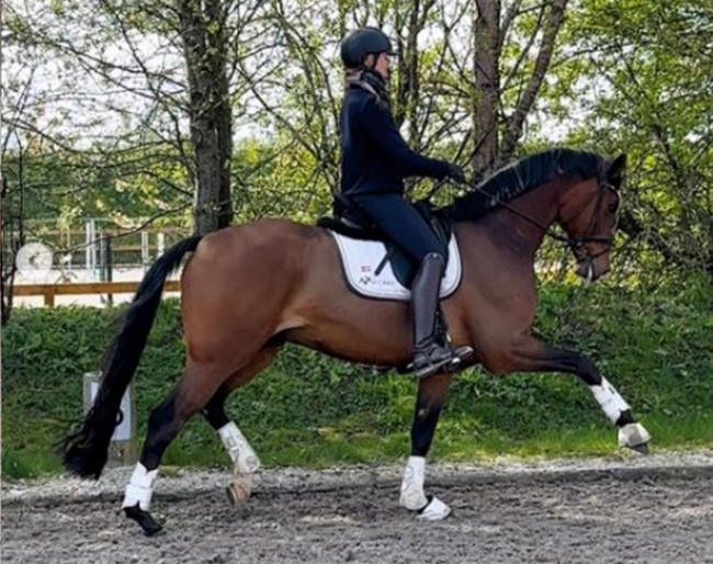 Cathrine Dufour and her new horse in the barn, SK Farnello :: Photo © Dufour