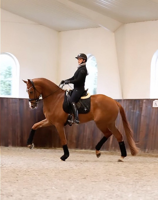 Cathrine Dufour schooling Nox at home in Denmark 