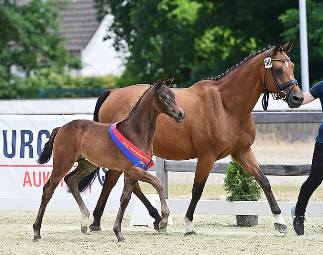 HP Vanessa (by Vitalis x Foundation) winner in the filly division at the 2023 Oldenburg Foal Championship :: Photos © OLD Art