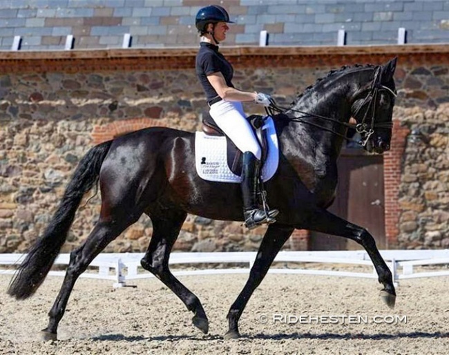 Susanne Barnow qualified two 7-year old horses for the next round. Here she is riding Åtoftens Dancing Memory :: Photo © Ridehesten