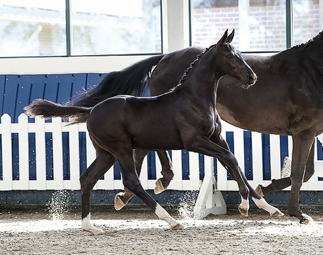 Thibault S (Totilas x De Niro) whose grandam is full sister to Sandro Hit