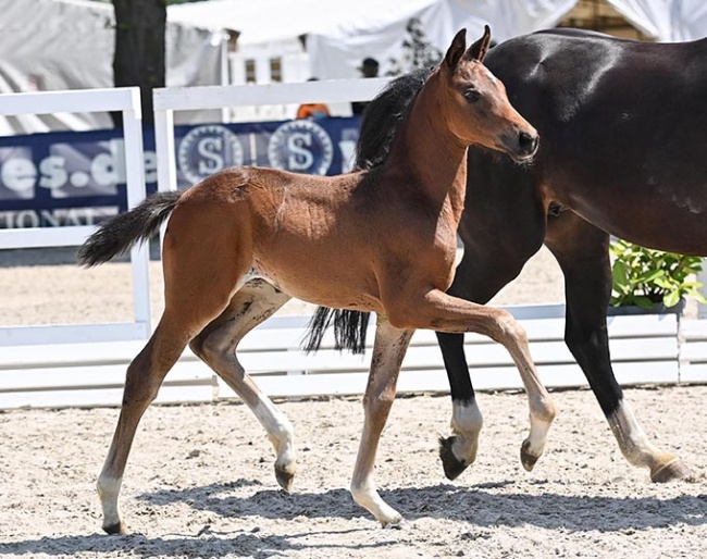 Dear Darling, filly by Dynamic Dream x Fidertanz