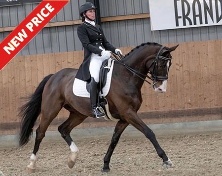Ace (by Dybdalgaard´s Ferrai x Metternich)