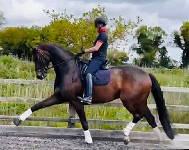 Faraldi (by Blue Hors Farrell x Dancier x Wenzel)