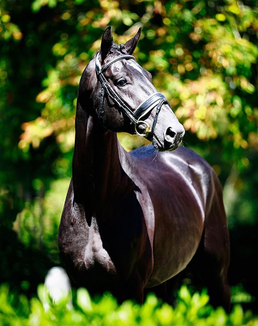 Zeus de Malleret (by Zonik x Brentano II)