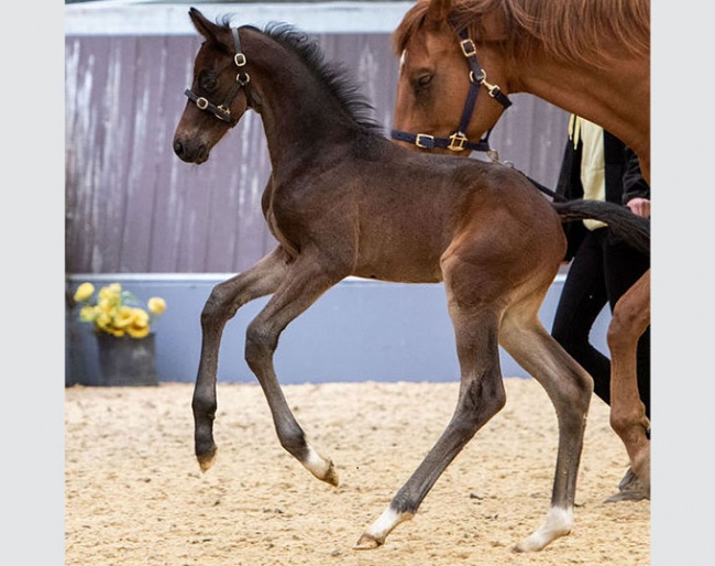 BonBon PPD (by Bonjour x Totilas x Don Gregory)