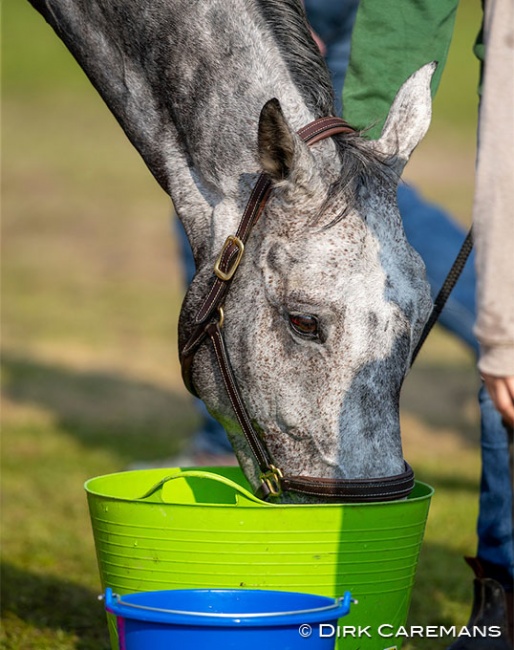 Horse drinking :: Photo © Dirk Caremans