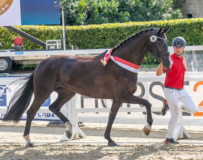 Iconic Love FD, 2023 Westfalian Elite Mare Champion :: Photo © Reckimedia