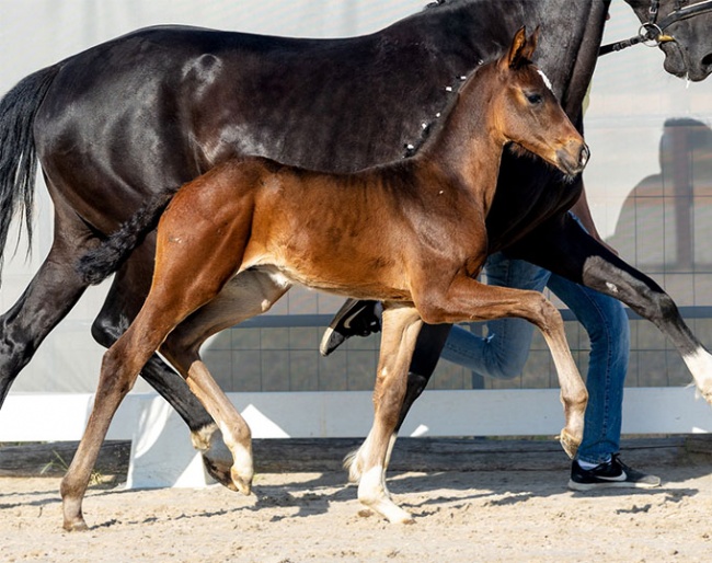 Sympathico (by Segantini x Don Martillo) :: Photo © Hannoveraner verband