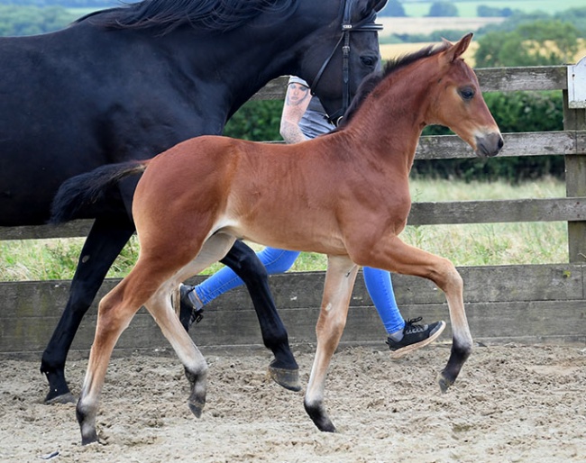 Colt by Baron x De Niro x Licotus x Rubinstein