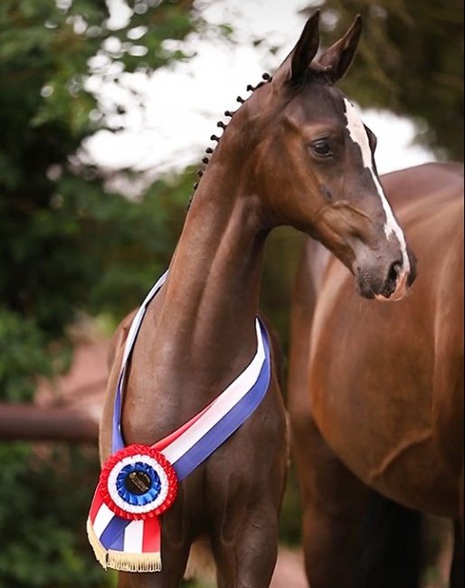 Tamina Delin BS (by Extreme U.S. out of Fame Delin RT (by Tuschinski)) :: Photo © Equine Smits Photography