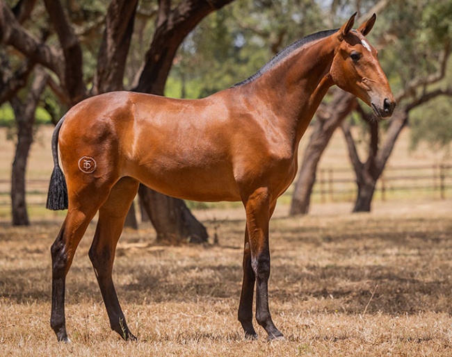 Samba, yearling by Jasmim Plus x Dom HI :: Photo © Rita Vitorinio / Lusitano World