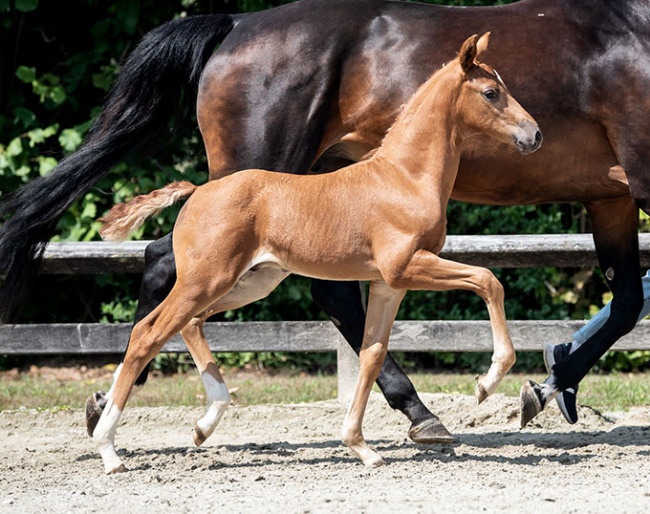 Amazing Boy van de Kempenhoeve (Vitalis x Stedinger): He became champion of the regional Belgian foal inspection