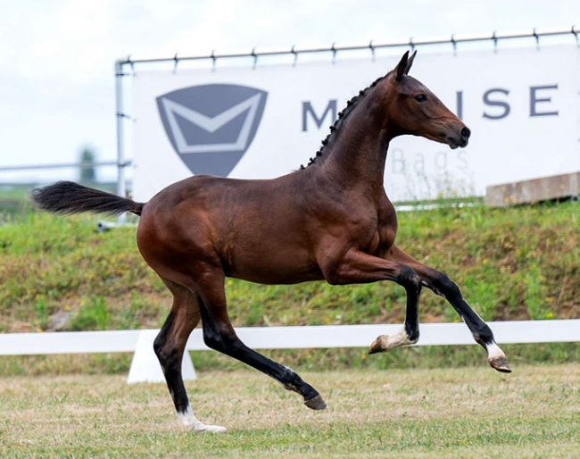 Tessa B (by Nacho x Lord Leatherdale)
