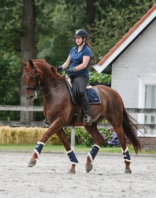 Harrewar (by Connaisseur x Serano Gold)