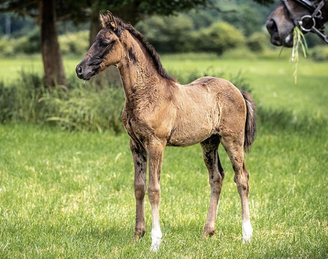 Centurion (by Christ x San Amour x Quattro B), here still with baby coat, black coat underneath :: Photo © Noel Ennett