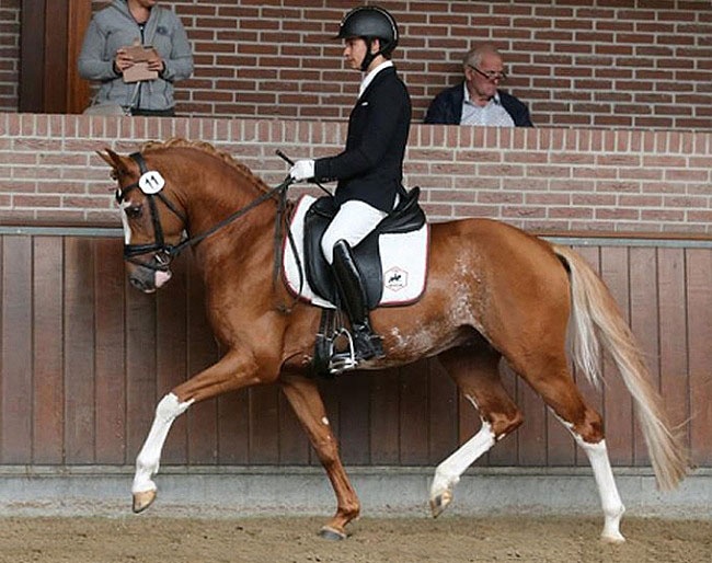 Benedek Pachl aboard Monchundaar Dragonfly in Amber at the 2023 NRPS Stallion Performance Test :: Photo © NRPS