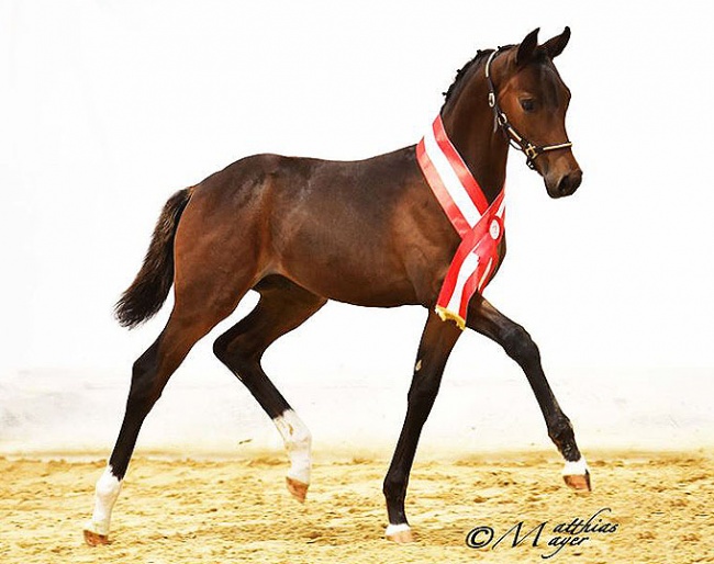 Furst Diamont H :: Photo © Matthias Mayer - courtesy Pferdezucht Austria