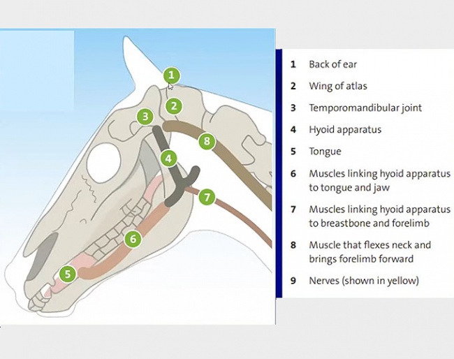 The anatomy of the head has important structures in areas where the bridle might sit :: Photo © Fairfax Saddlery