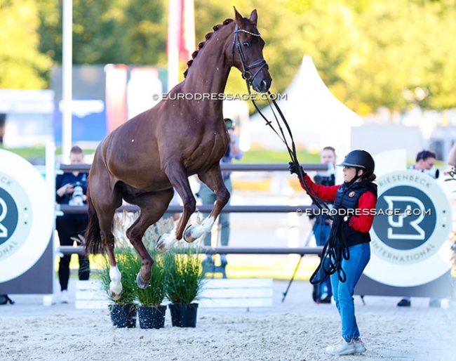 Frisky horses at the horse inspection for the 2023 European Championships in Riesenbeck :: Photo © Astrid Appels