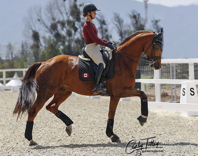 Mathilde Blais Tetreault schooling Fedor at the 2023 Pan American Games in Chile :: Photo © Cealy Tetley