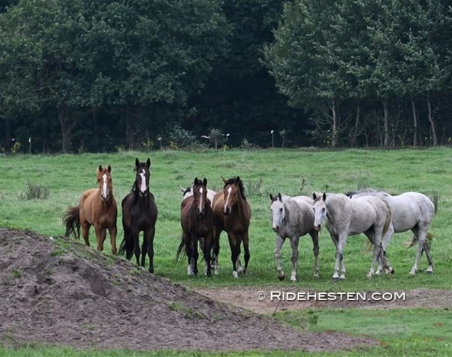 Horses at Viegaard stud :: Photo © Ridehesten