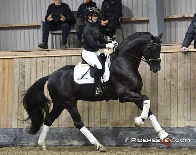 Sénégal De Fontaine (by Springbank II x Sezuan) :: Photo © Thomas Bach Jensen/Ridehesten