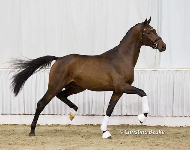 Dynamic Dream x Finest x Don Diamond at the pre-selection for the 2023 Hanoverian Stallion Licensing :: Photo © Christina Beuke