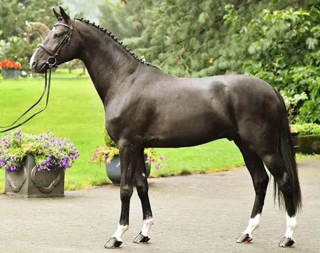 Apanachi (by Apache x Sir Donnerhall x Der Designer)