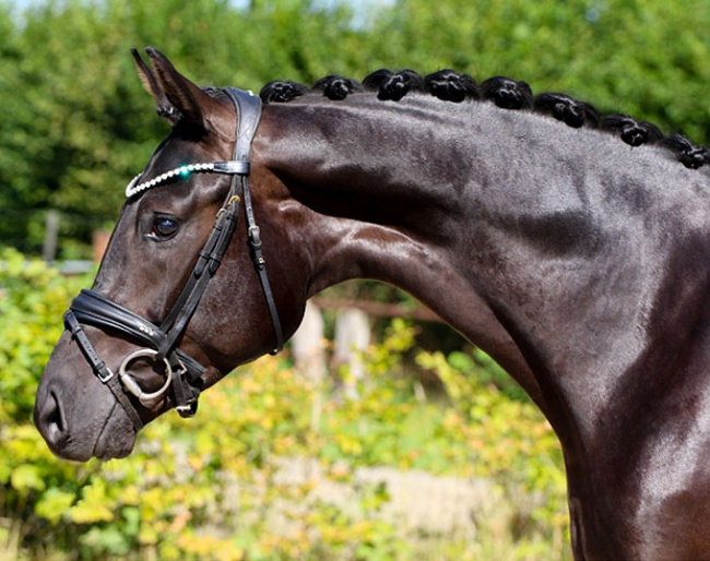 A dark bay Oldenburg colt by Dynamic Dream - Sandro Hit