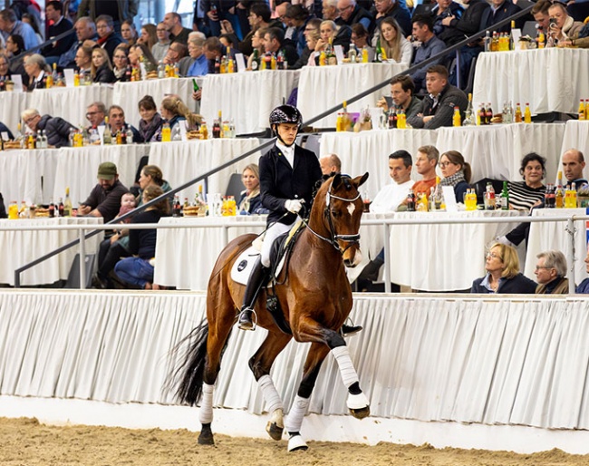 Semenyo N at the 2023 Hanoverian Autumn Elite Auction :: Photo © Hannoveraner Verband