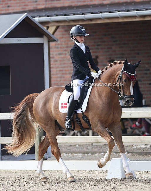 Laura Hagerup and Cake Royal at their CDI debut in 2022 in Sint-Truiden, Belgium :: Photo © Astrid Appels