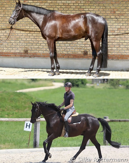 Top: 6-year-old Fantastico in May 2023 at the very beginning of his cooperation with Max Jaquerod :: Bottom: Fantastico in his first training sessions with Max at the end of May 2023 :: Photos © Silke Rottermann